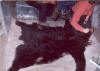 Bear Hunts - Idaho Montana Outfitter