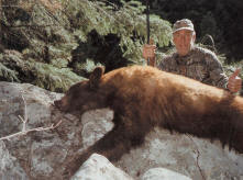 brown bear