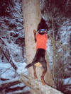 Idaho Montana | Lion Hunting Bear Hunting