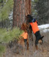 Idaho Montana | Lion Hunting Bear Hunting