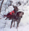 Hound dogs