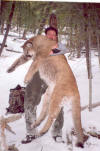 Lion hunts - Montana Idaho Outfitter
