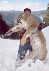 Lion hunts - Montana Idaho Outfitter