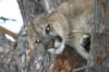 Lion hunting - Montana Idaho Outfitter