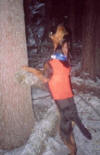 Idaho Montana  Outfitter | Lion Hunting Bear Hunting Elk Hunting